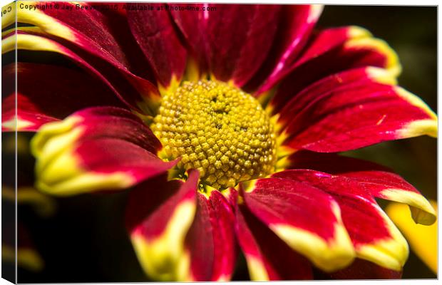 Chrysanthemum Canvas Print by Jay Beevor