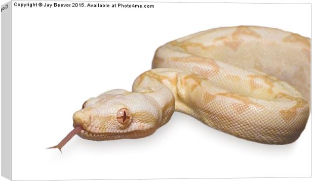  Albino Boa Constrictor snake Canvas Print by Jay Beevor
