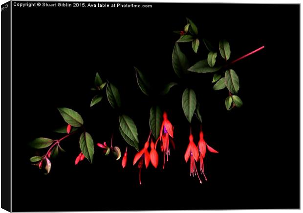 Fuchsia on Dark Canvas Print by Stuart Giblin