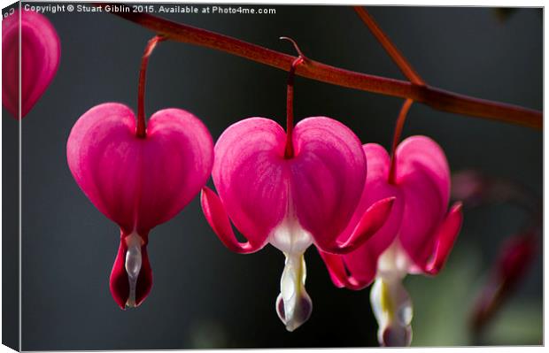 Bleeding Hearts Canvas Print by Stuart Giblin