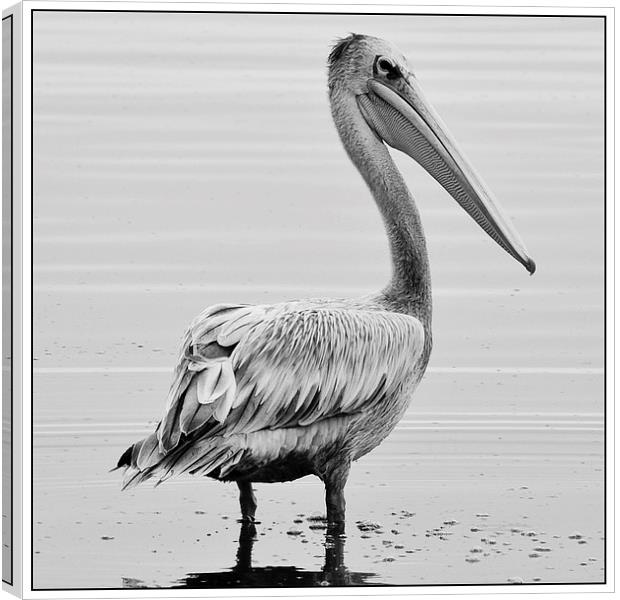  Pelican Canvas Print by Christopher Brewell