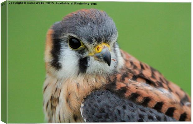  American Kestrel Canvas Print by Carol Walker