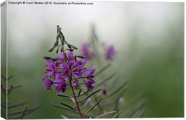  Wild flower Canvas Print by Carol Walker