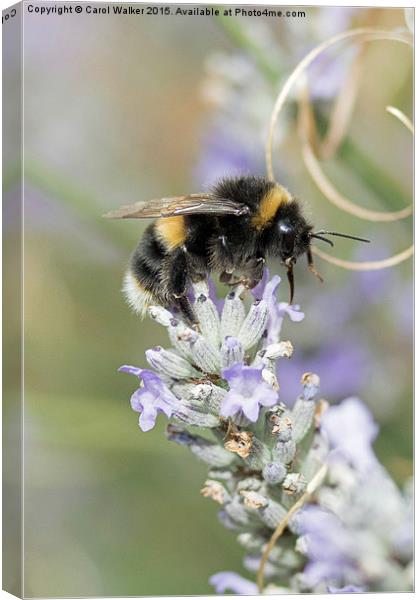  Bee on lavender Canvas Print by Carol Walker