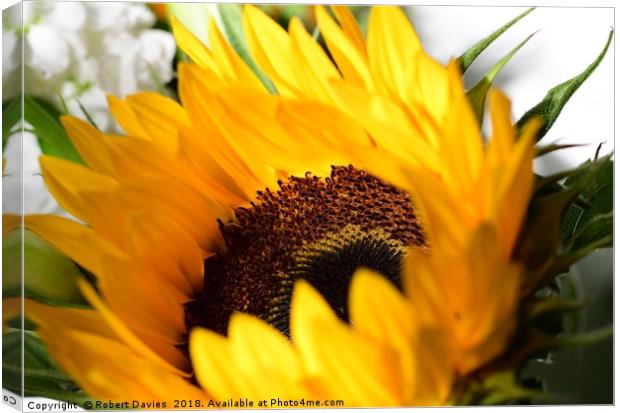 Sunflower Canvas Print by Robert Davies