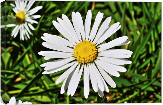  Daisy Canvas Print by Caroline Hillier