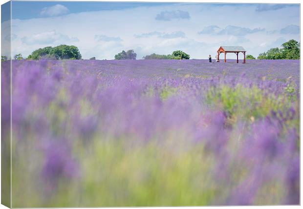 Lavender Field Canvas Print by Colin Evans