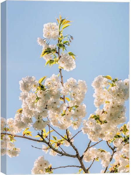  White Blossom Canvas Print by Colin Evans