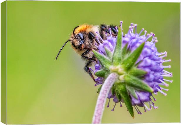  The Bee Canvas Print by Colin Evans