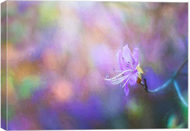  Soft Purple Colours Canvas Print by Colin Evans