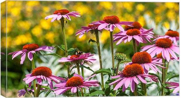 Summer Asters Canvas Print by Colin Evans
