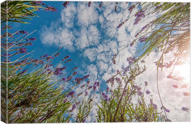 Reach for the Sky Canvas Print by Colin Evans