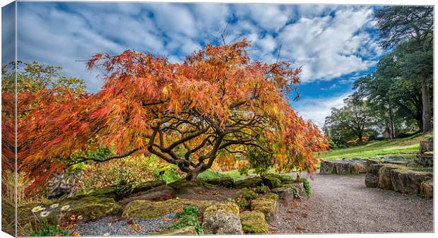 Autumn in Surrey Canvas Print by Colin Evans
