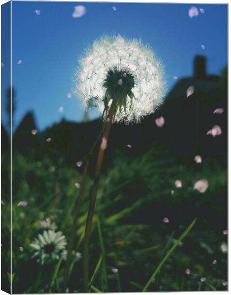Dandelion Sunset  Canvas Print by Michael South Photography