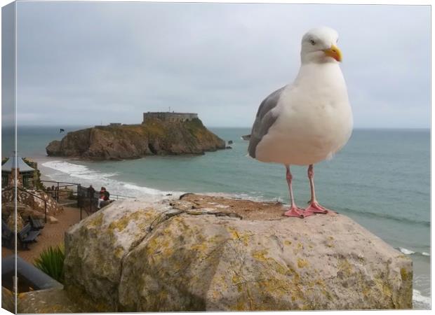 The Tenby Seagull  Canvas Print by Michael South Photography