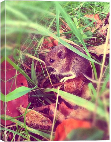 The Field Mouse  Canvas Print by Michael South Photography