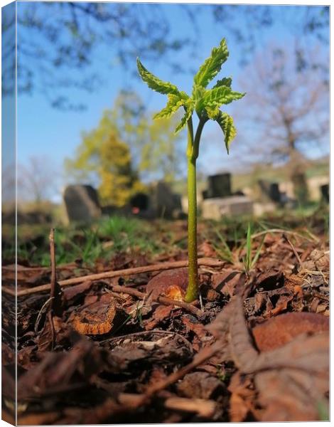 Conker Tree Seedling  Canvas Print by Michael South Photography