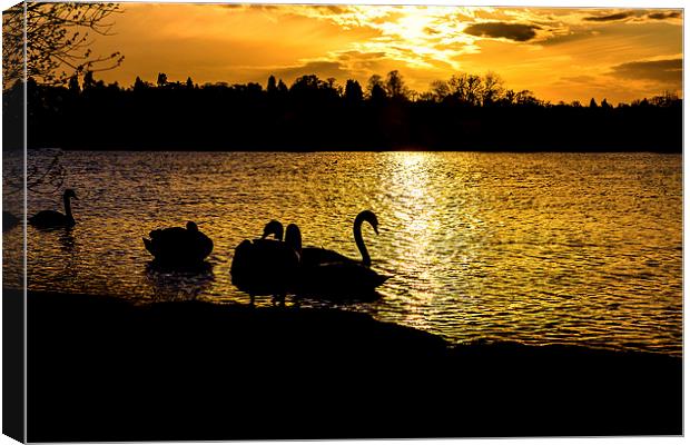  swans at sunset Canvas Print by Paul Burrows