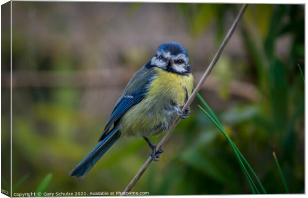 Blue tit on a branch Canvas Print by Gary Schulze