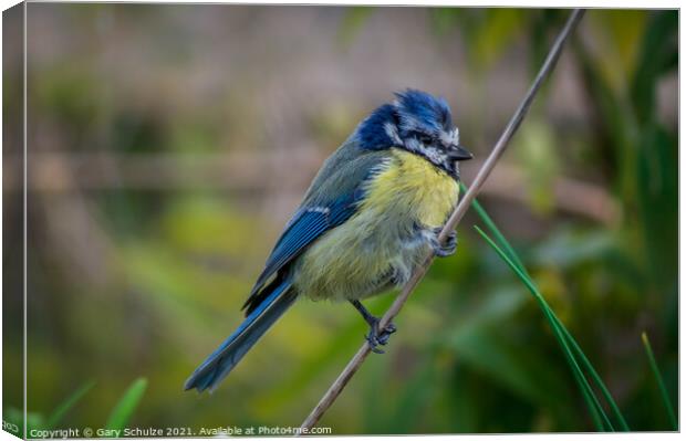 Blue tit on a branch Canvas Print by Gary Schulze