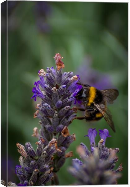Lavender bee Canvas Print by Gary Schulze