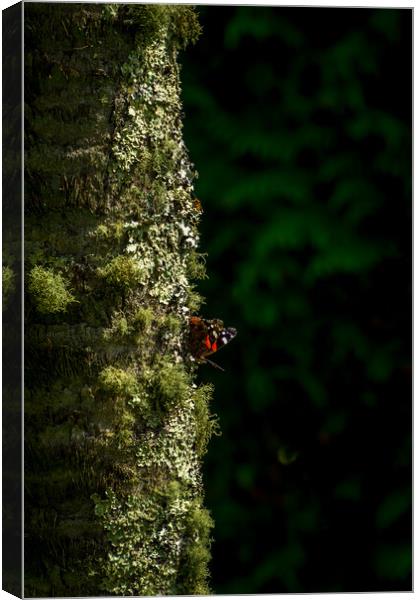 Butterfly tree Canvas Print by Gary Schulze