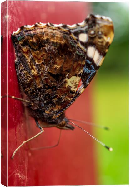 Butterfly on post Canvas Print by Gary Schulze