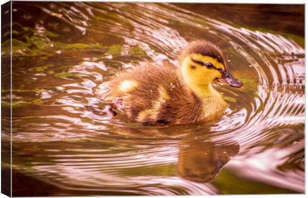 Duckling Canvas Print by Gary Schulze