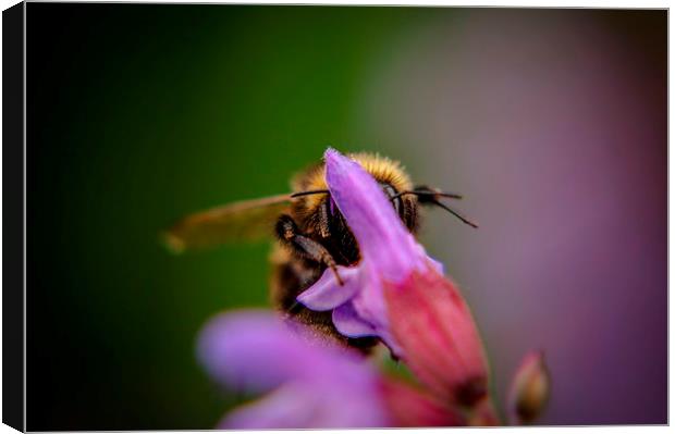  Buzzing about Canvas Print by Gary Schulze
