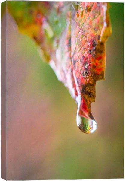  Droplet Canvas Print by Gary Schulze