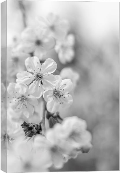  Cherry blossoms Canvas Print by Gary Schulze