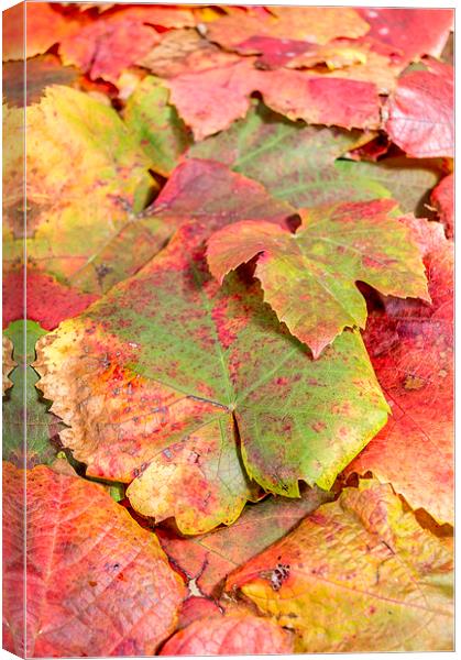  autumn leaves Canvas Print by Gary Schulze
