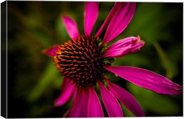  Echinacea flower Canvas Print by Gary Schulze