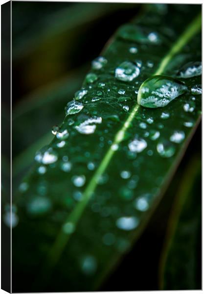 Water droplets Canvas Print by Gary Schulze