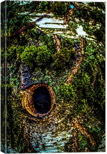 Tree eye Canvas Print by Gary Schulze