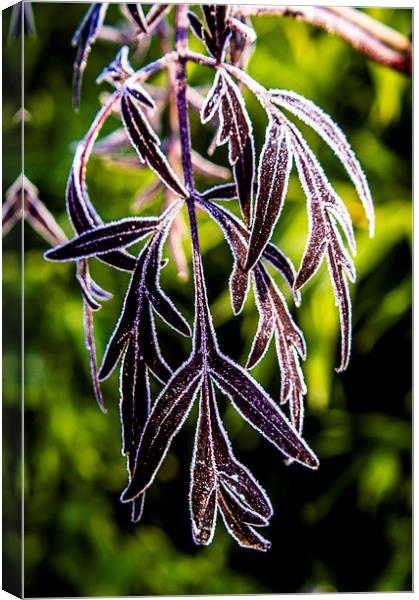  Icy leaves Canvas Print by Gary Schulze