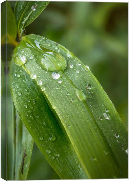 Leafy droplets Canvas Print by Gary Schulze
