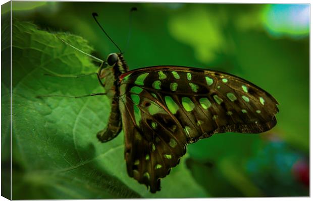  Butterfly Canvas Print by Gary Schulze