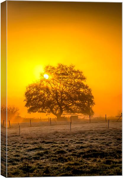  Golden rays Canvas Print by Gary Schulze