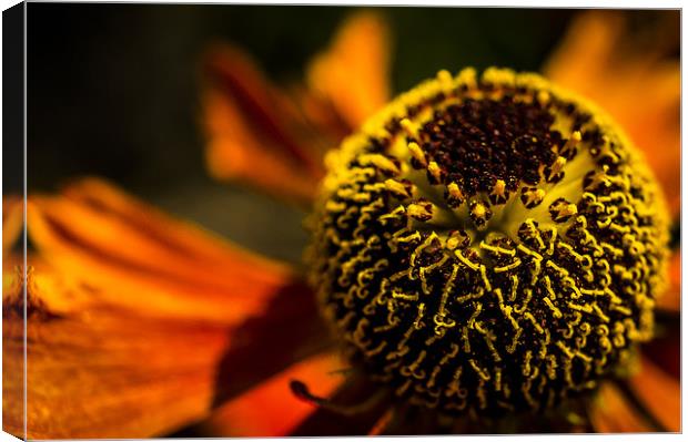  Orange delight Canvas Print by Gary Schulze