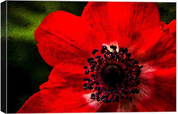  Red Canvas Print by Gary Schulze