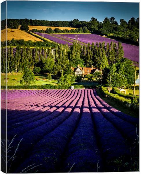 Fragrant rows Canvas Print by Gary Schulze