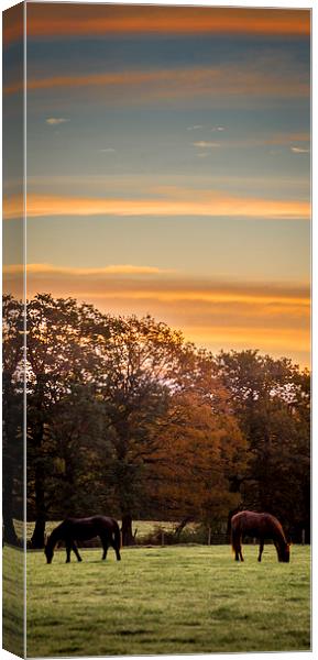  Morning grazers Canvas Print by Gary Schulze