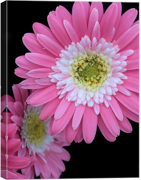 Pretty in pink Canvas Print by Gary Schulze