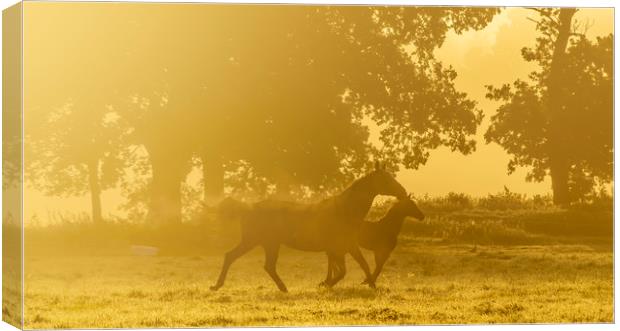Morning trot Canvas Print by Gary Schulze