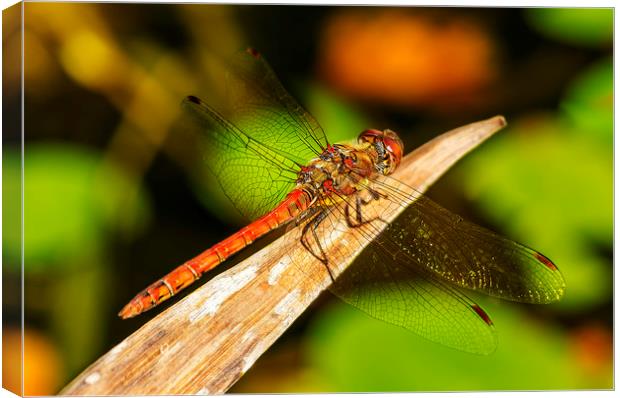 Dragon fly Canvas Print by Gary Schulze