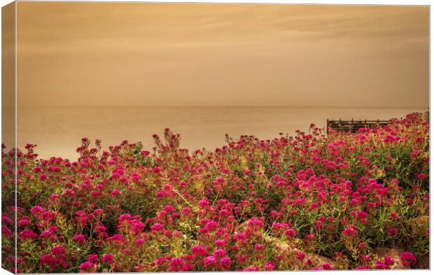 Blossoms Canvas Print by Gary Schulze