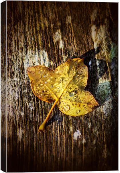 Autumn leaf Canvas Print by Gary Schulze