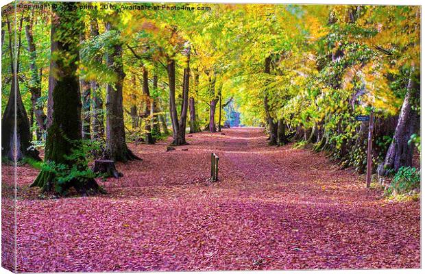  autumns red carpet Canvas Print by gavin prime