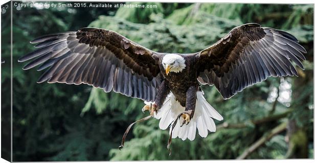 Flight of The Bald Eagle Canvas Print by Andy Smith